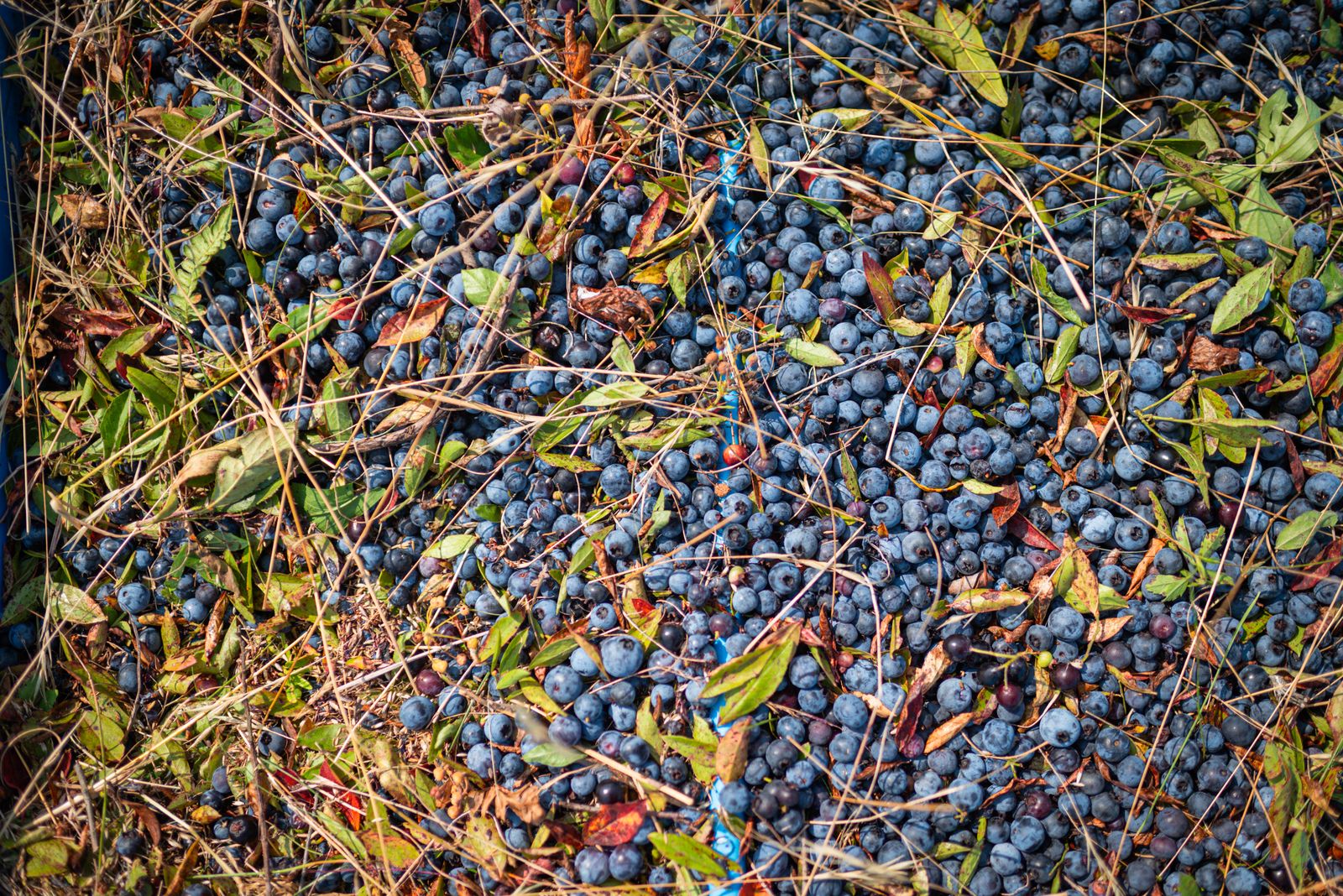 Exploring Machias: Wild Blueberry Season