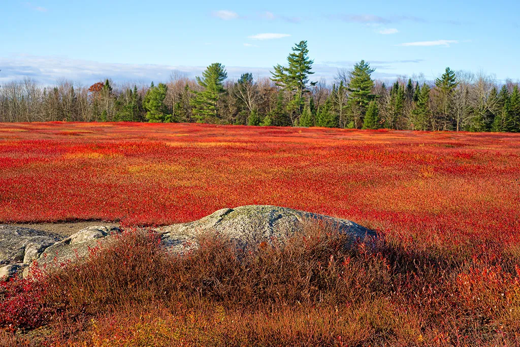 Black Woods Scenic Byway
