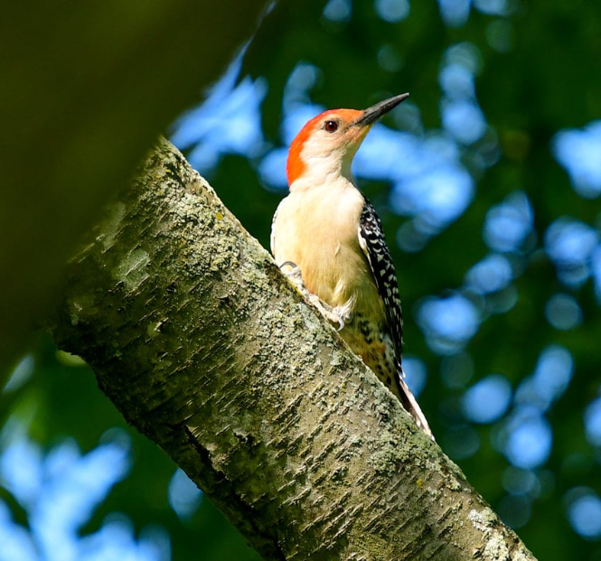 Prairie Land Conservancy – Wigwam Hollow Bird Sanctuary & Preserves