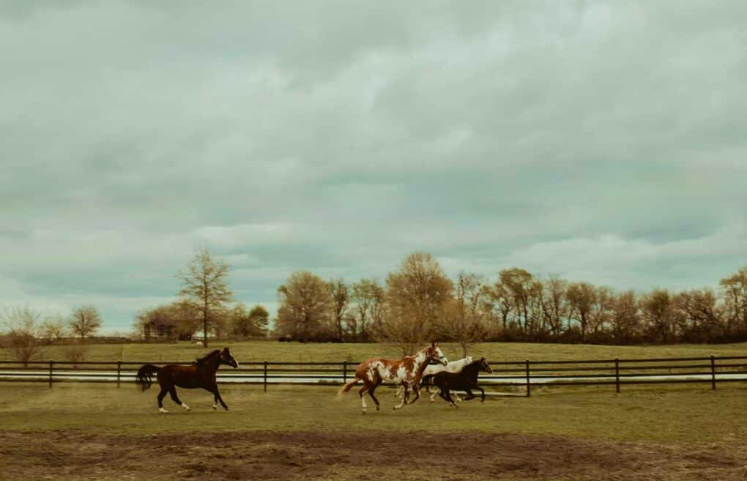 White Pine Farm – Equestrian Training / Boarding