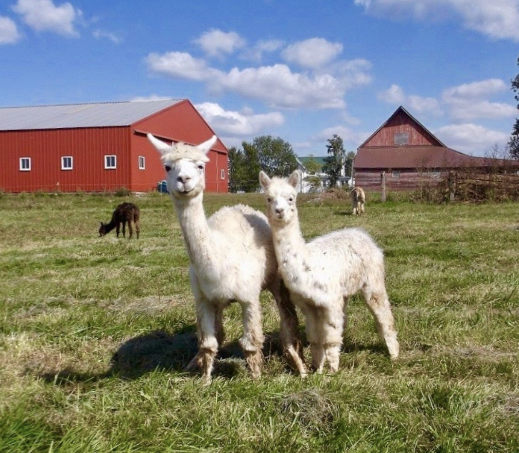 Little Creek Alpaca Farm