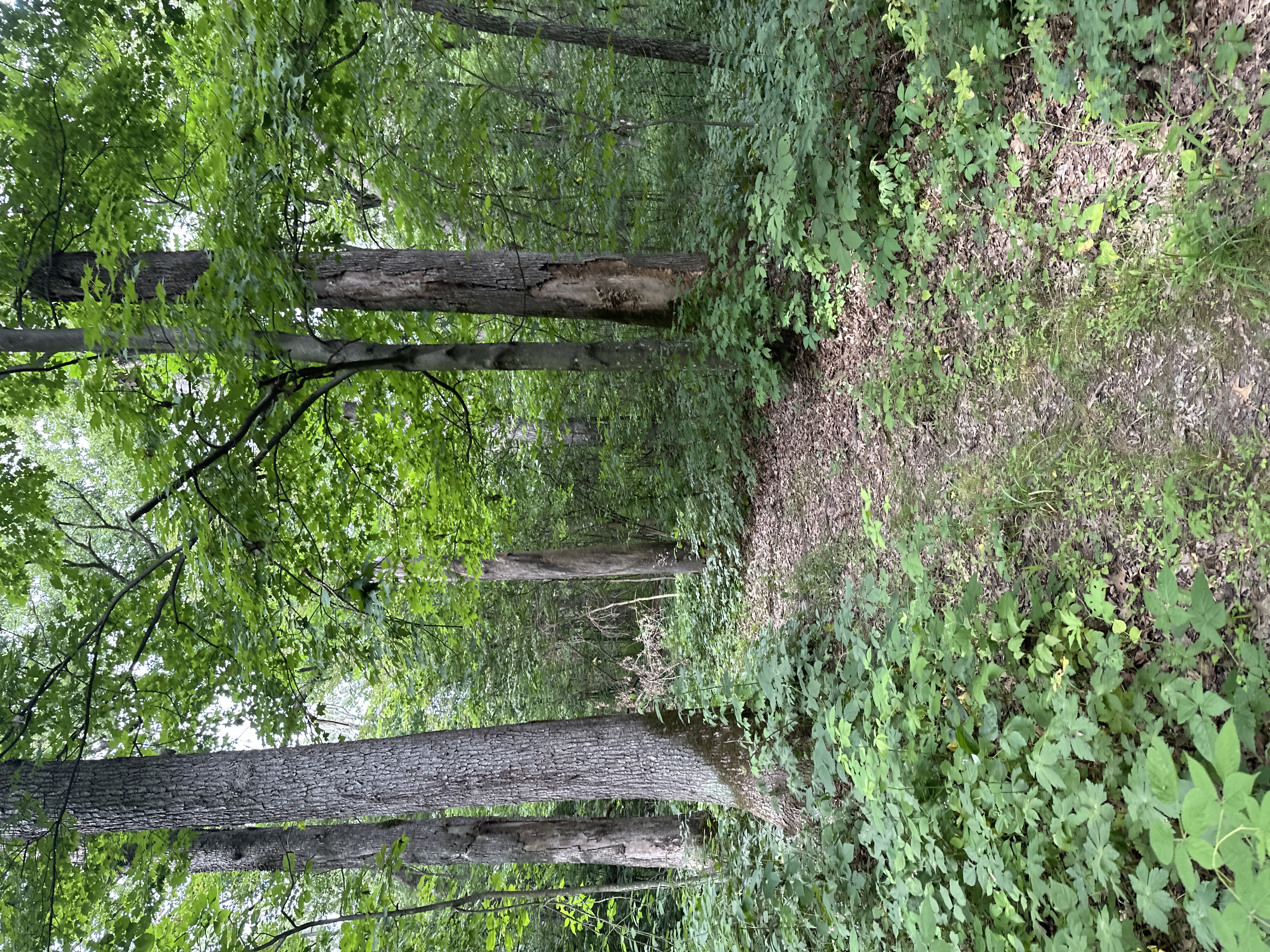 Olson Oak Woods State Natural Area