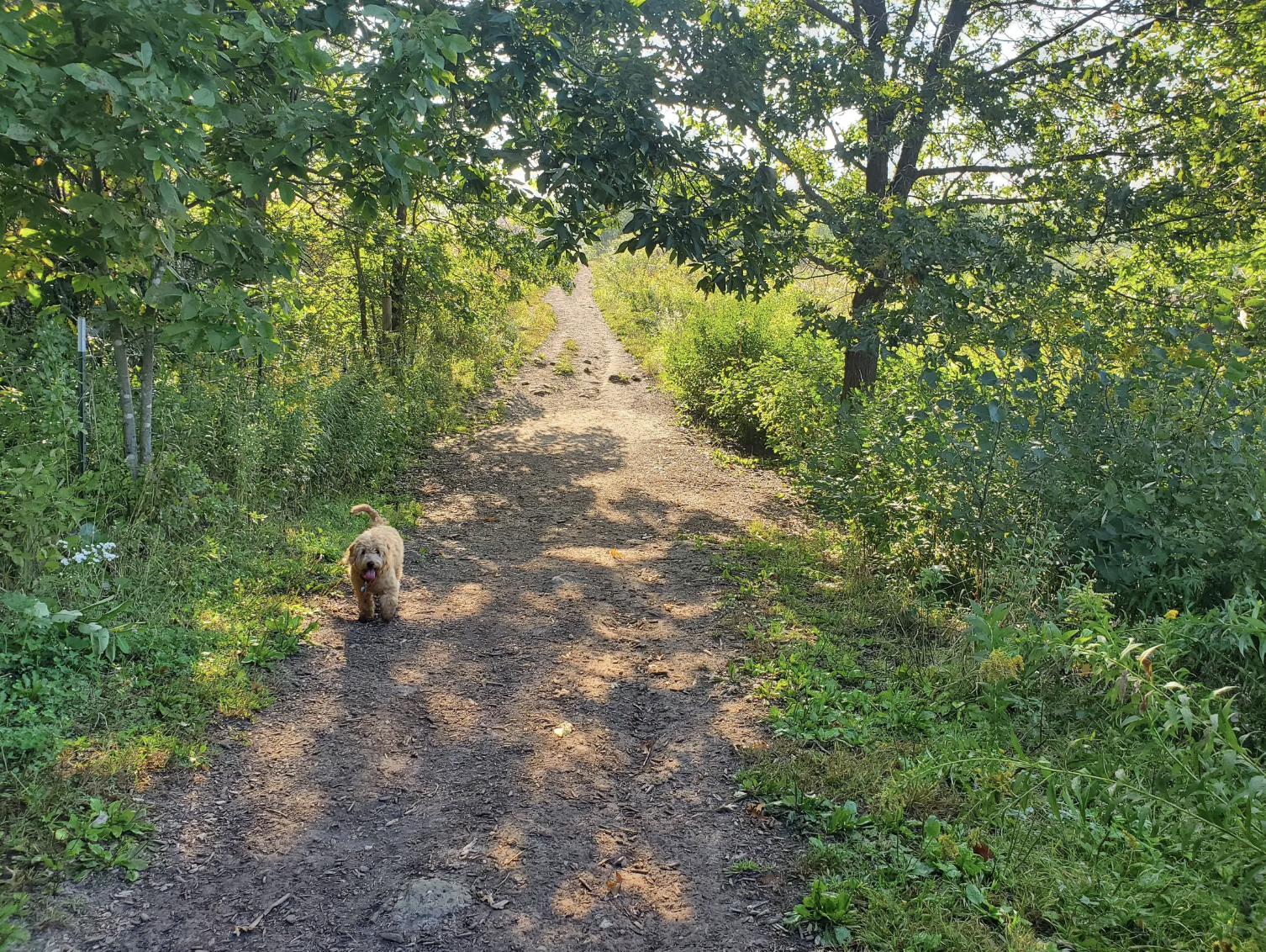 Prairie Moraine County Dog Park