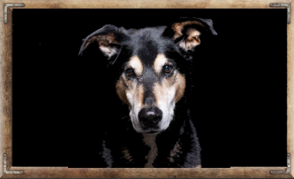 Blossom Pet Salon 2-5pm