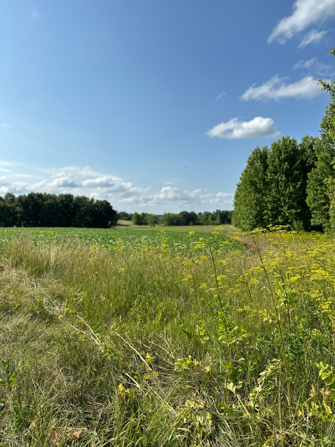 Falk Wells Sugar River Wildlife Area