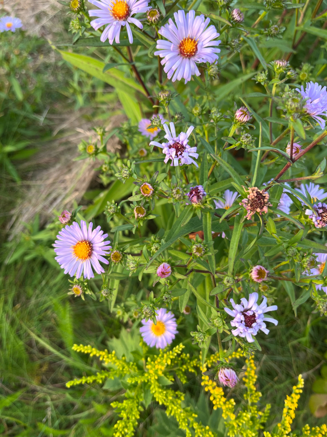 Danforth Farmers Market