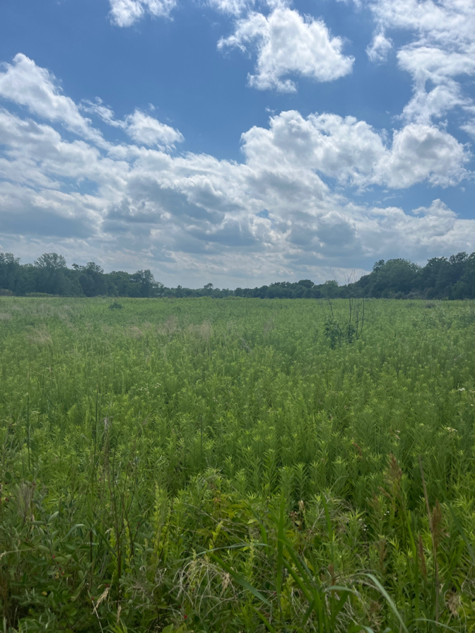 Lakeview Nature Center