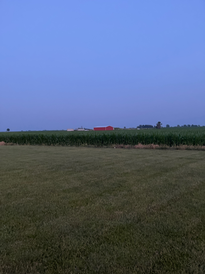 Cornfield Views