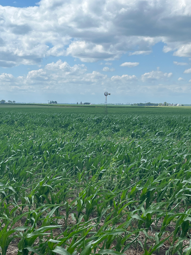 Unforgettable Forgottonia