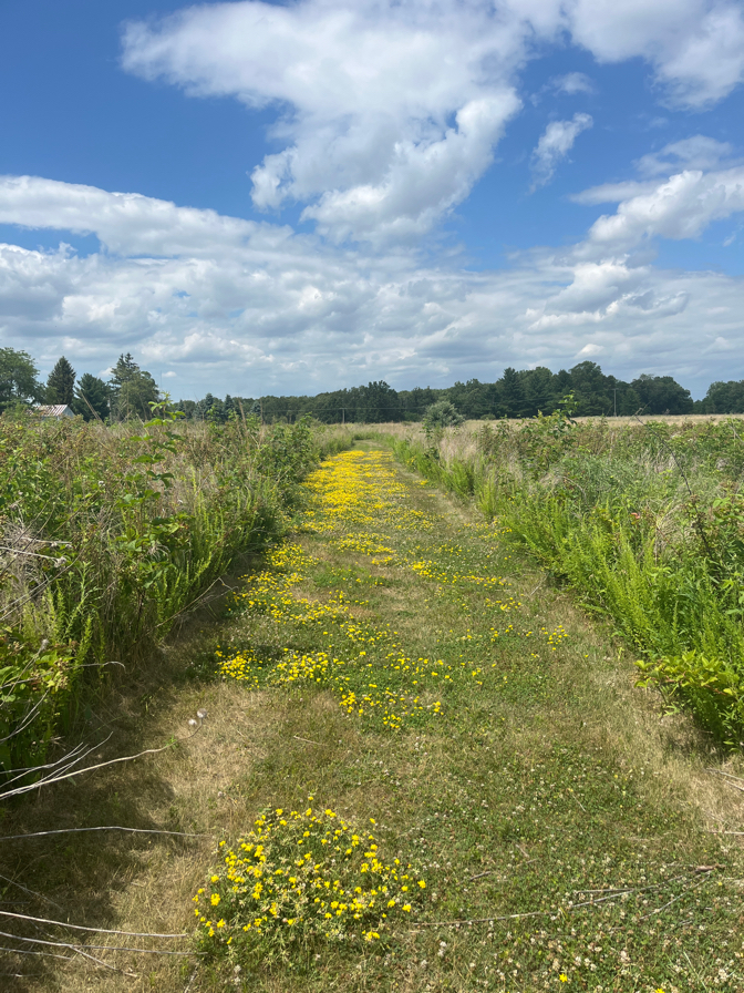 Lakeview Nature Center