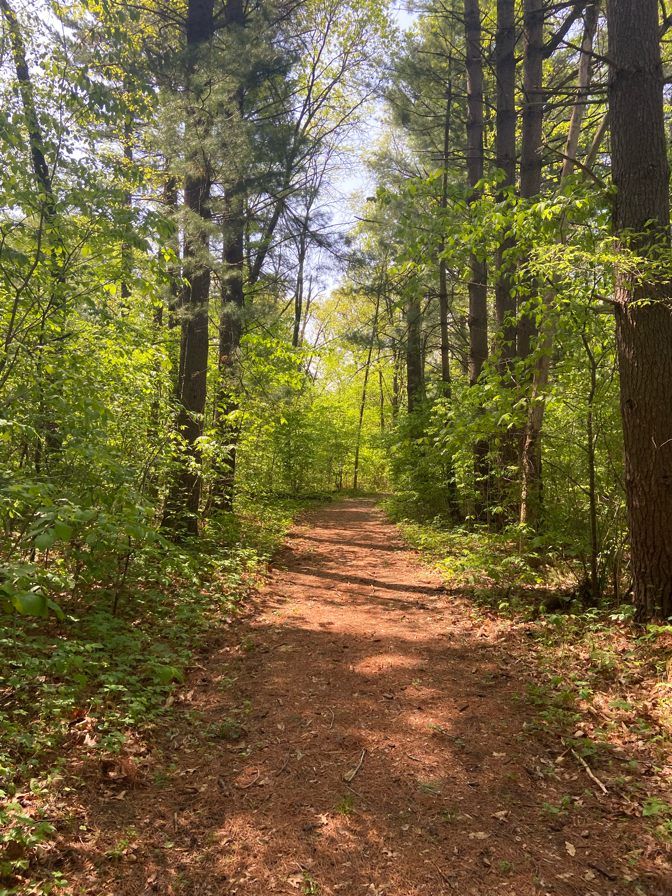 Pine Needle Trail