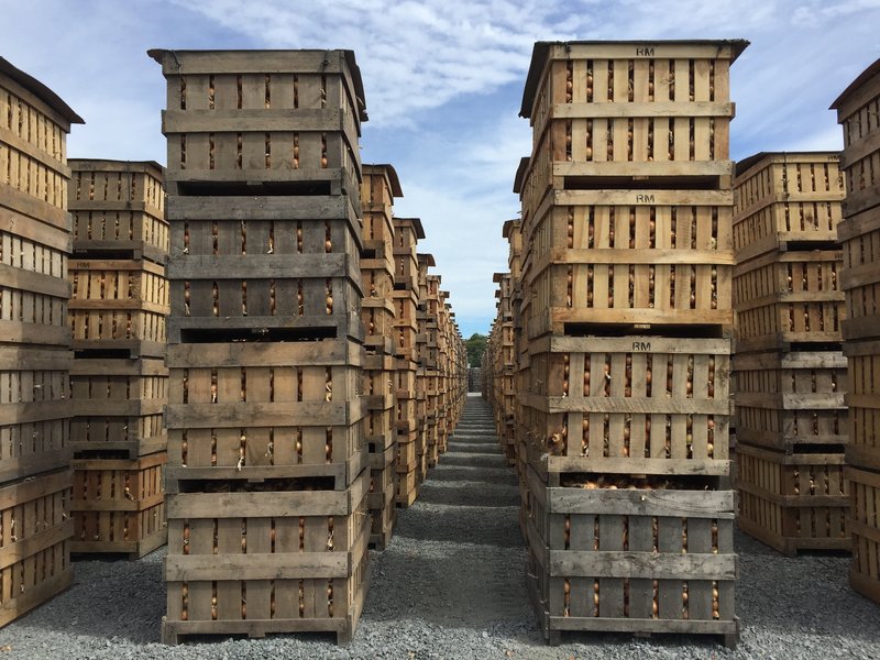 Lots of onions. (Jess Jiang/NPR) Lots of onions. (Jess Jiang/NPR)