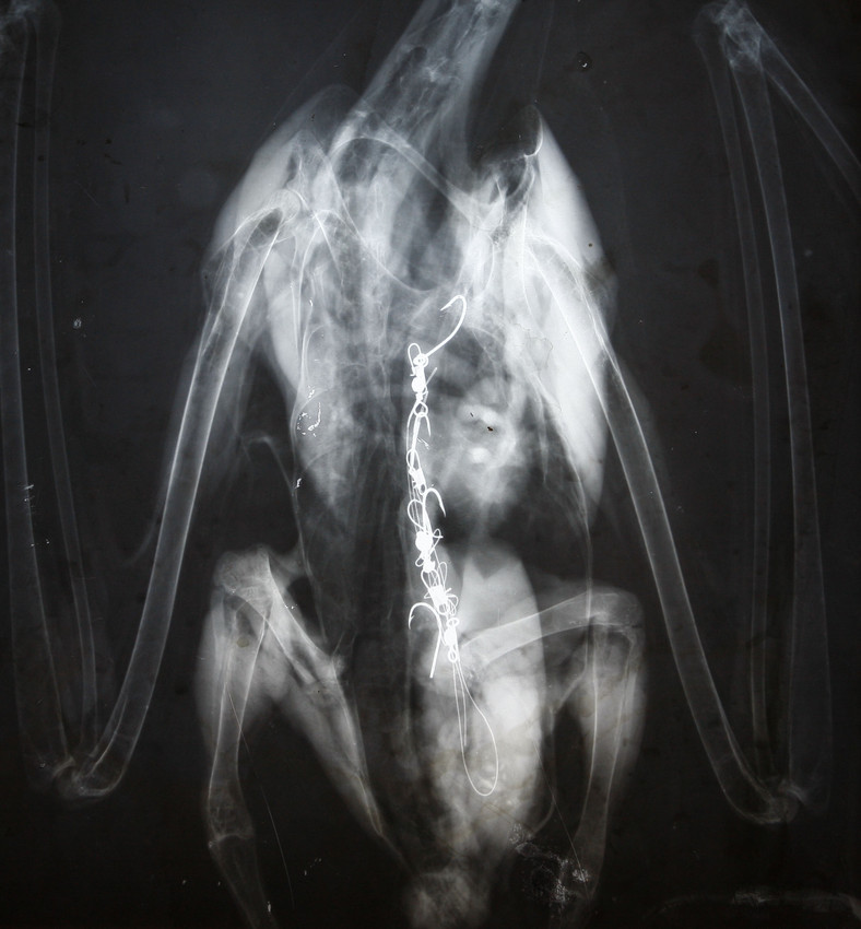 An x-ray at the Pelican Harbor Seabird Station in Miami shows the plastic fishing line and hook that a pelican swallowed as it tried to get a fish that was hooked on the line. More than 1,500 birds are treated at the center each year. (AP/File)