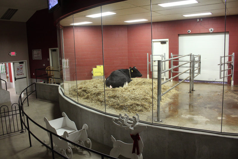 The amphitheater where visitors can watch cows give birth. Dan Charles/NPR