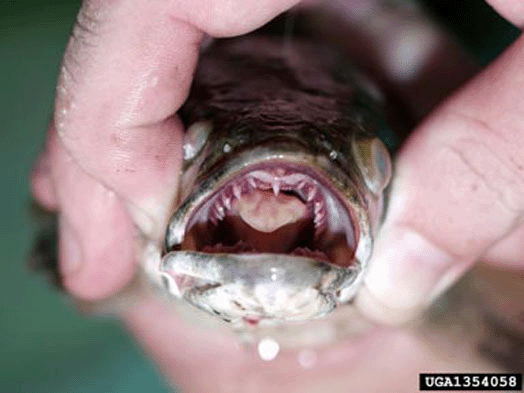 The Northern Snakehead is a particularly frightening threat because it can survive on land for several days.