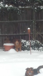 MARIA DOGS
