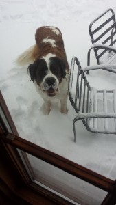 MARIA DOGS2