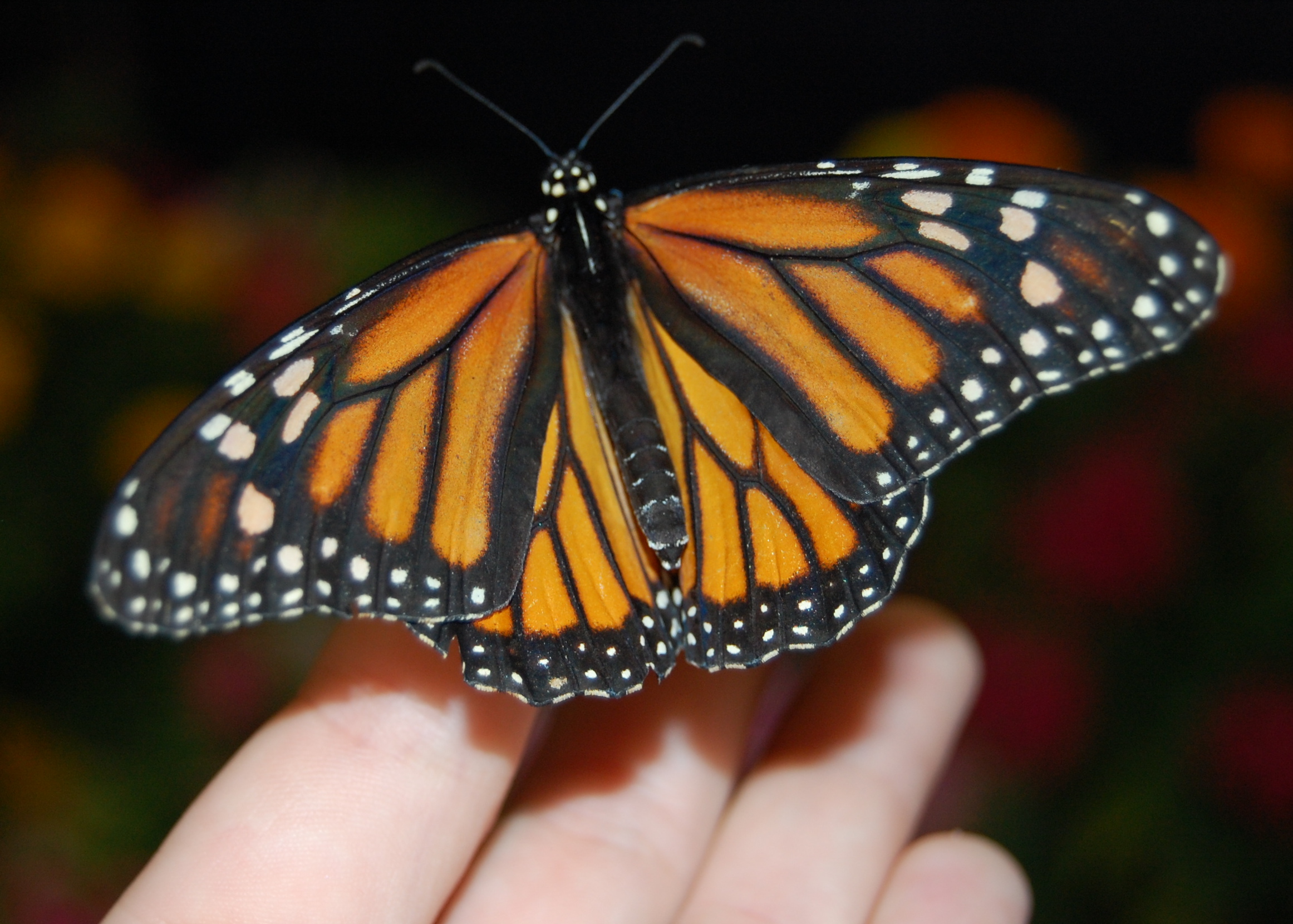 The Butterfly Exhibit Delaware State Fair 2015 DelmarvaLife