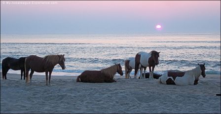 Assateague State Park Celebrates 50 Years Delmarvalife