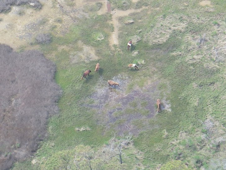 Assateague Island from Chopper 16