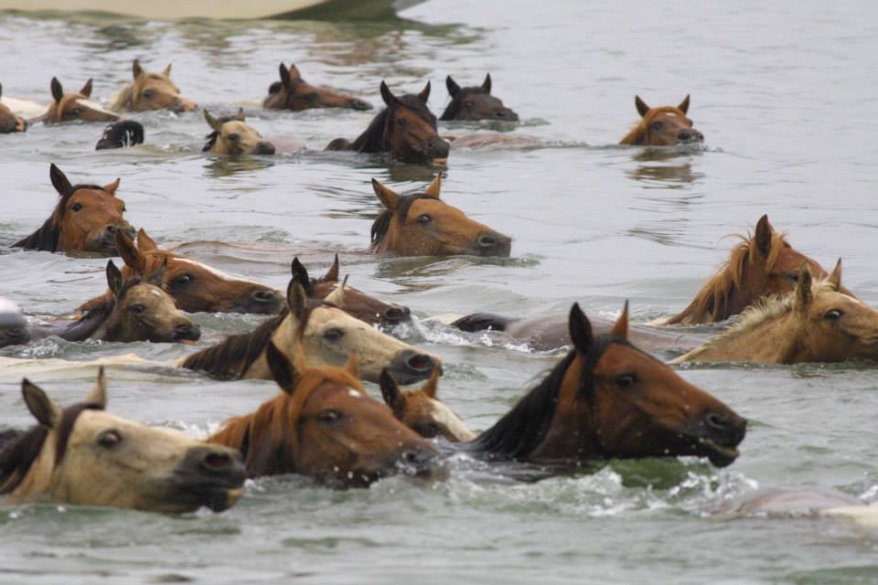Annual Chincoteague Pony Swim and Auction - DelmarvaLife