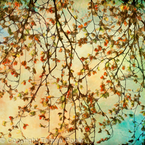 Tapestry of Leaves Tapestry of Leaves