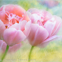 Softly Tulips Softly Tulips