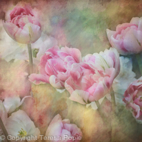 Tulip Drama Tulip Drama