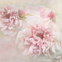 Softly Roses Softly Roses