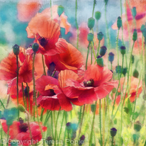 Poppy Parade Poppy Parade