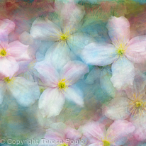 Clematis Commotion Clematis Commotion