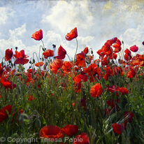 Poppyliscious Poppyliscious