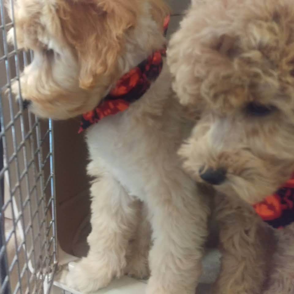 Animal House Pet Grooming