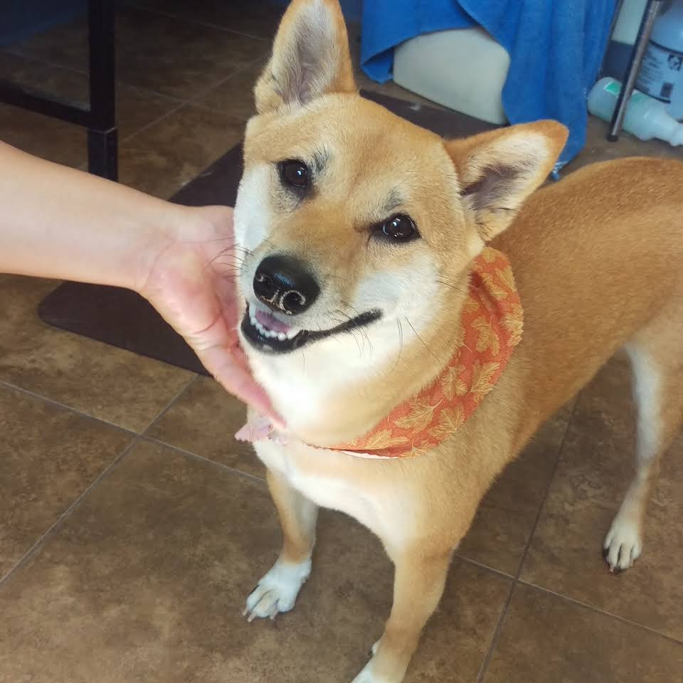 Animal House Pet Grooming