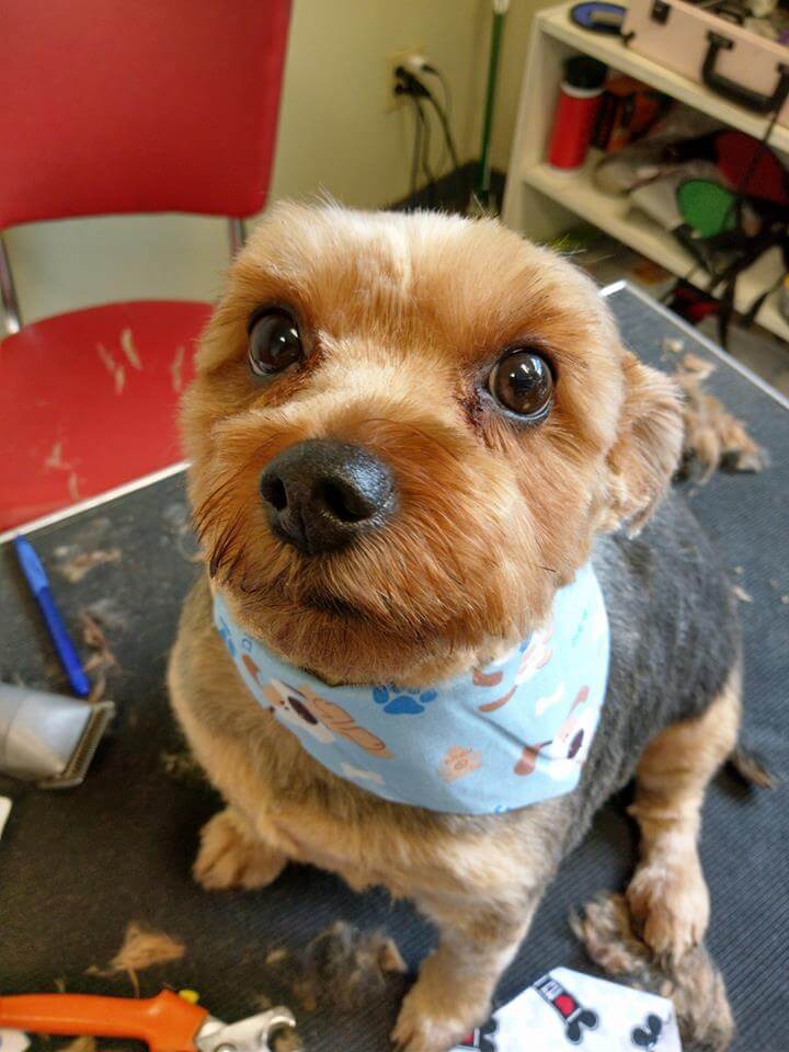 Houston Humane Society | Animal & Dog Shelter | Houston, TX