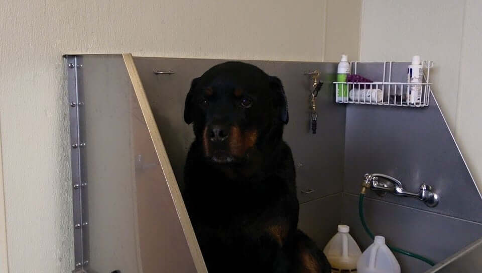 Animal House Pet Grooming