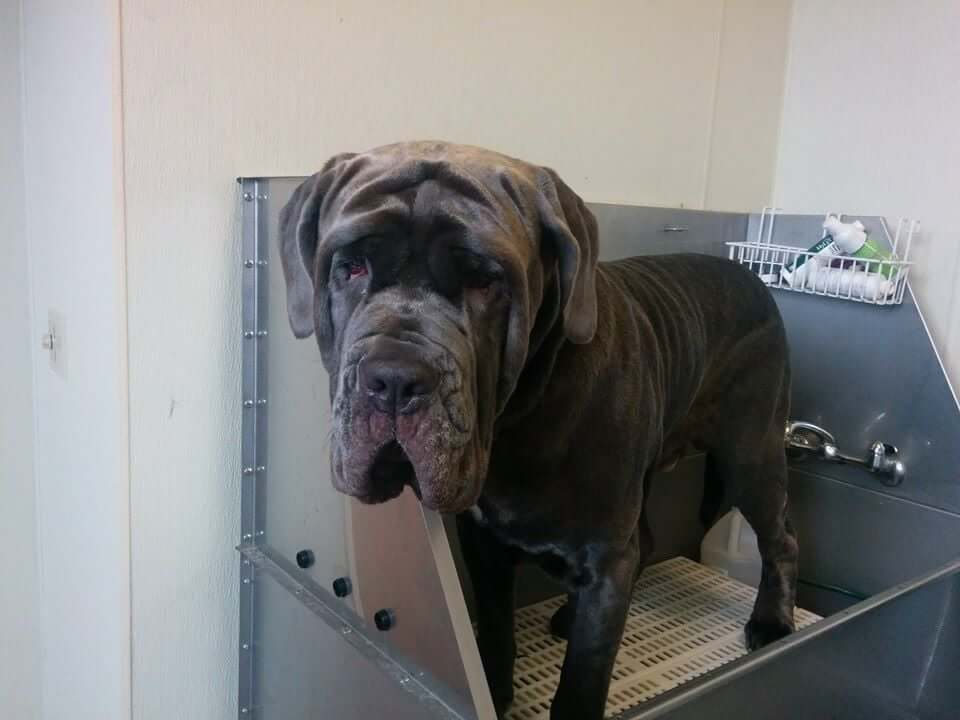 Animal House Pet Grooming