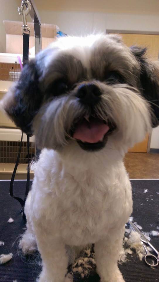 Animal House Pet Grooming