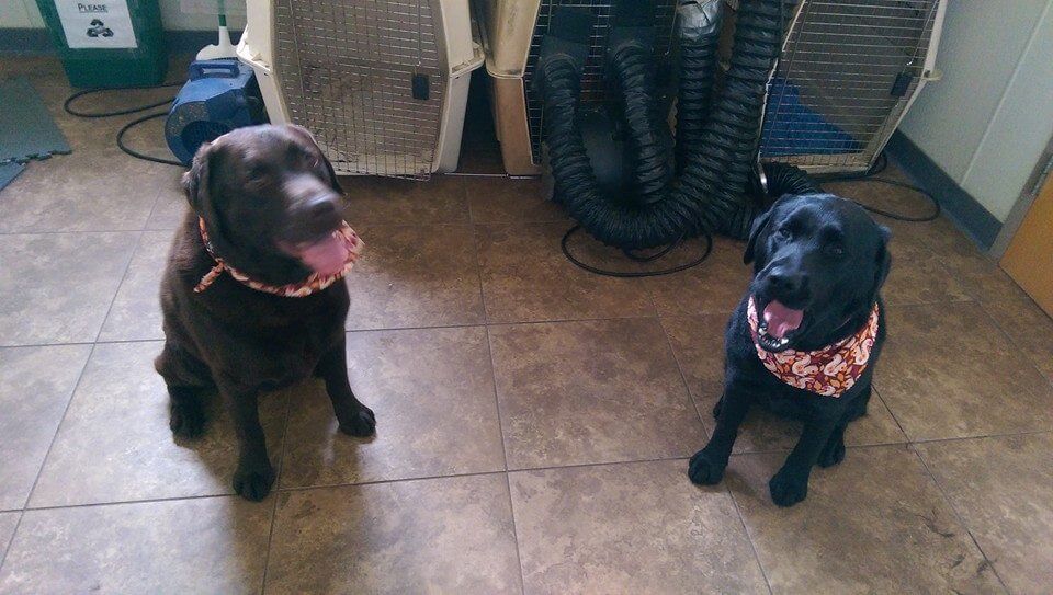 Animal House Pet Grooming