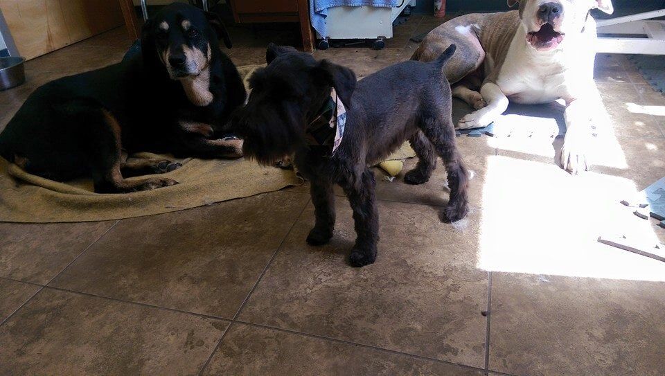 Animal House Pet Grooming