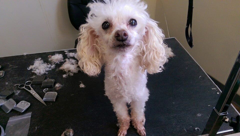 Animal House Pet Grooming