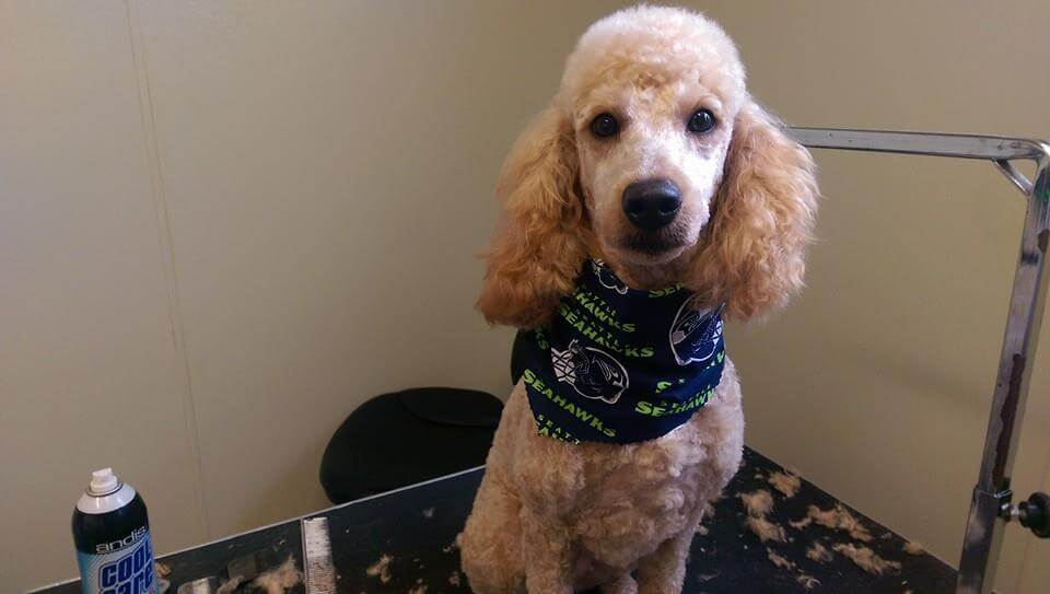 Animal House Pet Grooming