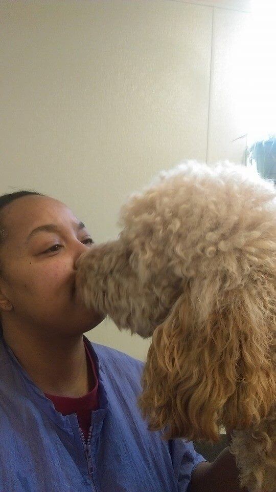 Animal House Pet Grooming