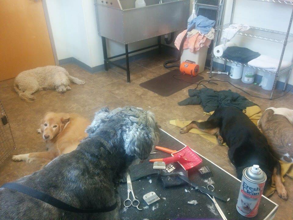 Animal House Pet Grooming