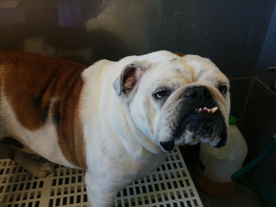 Animal House Pet Grooming