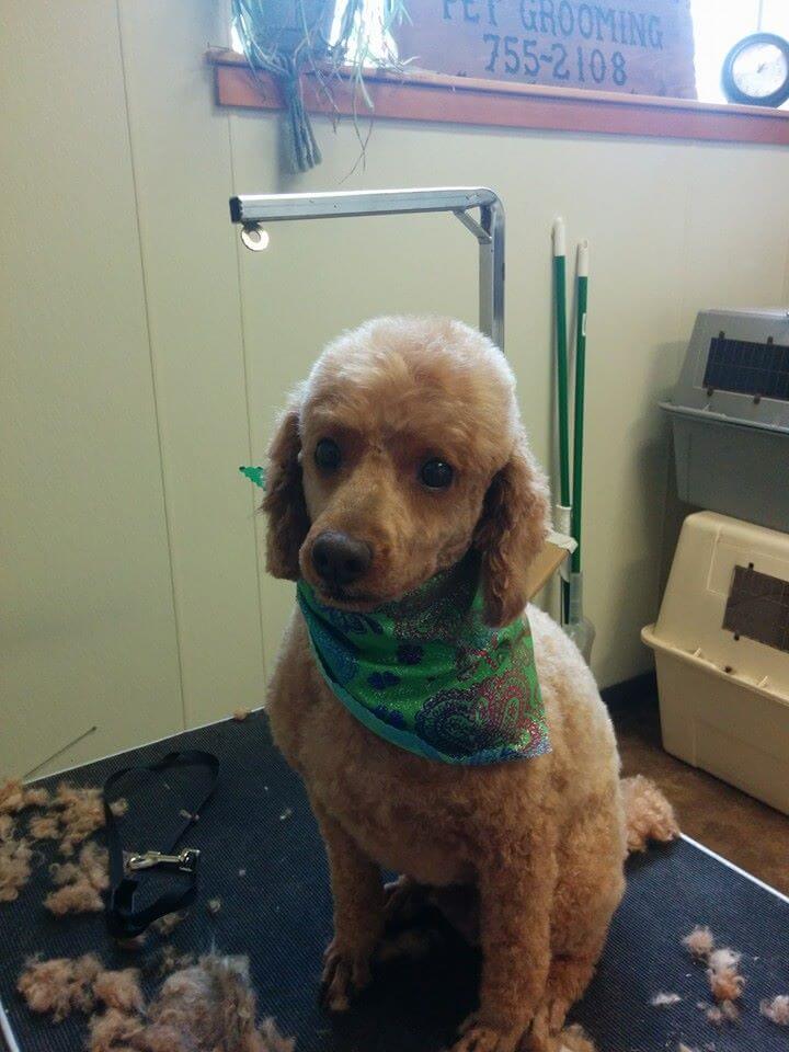 Animal House Pet Grooming