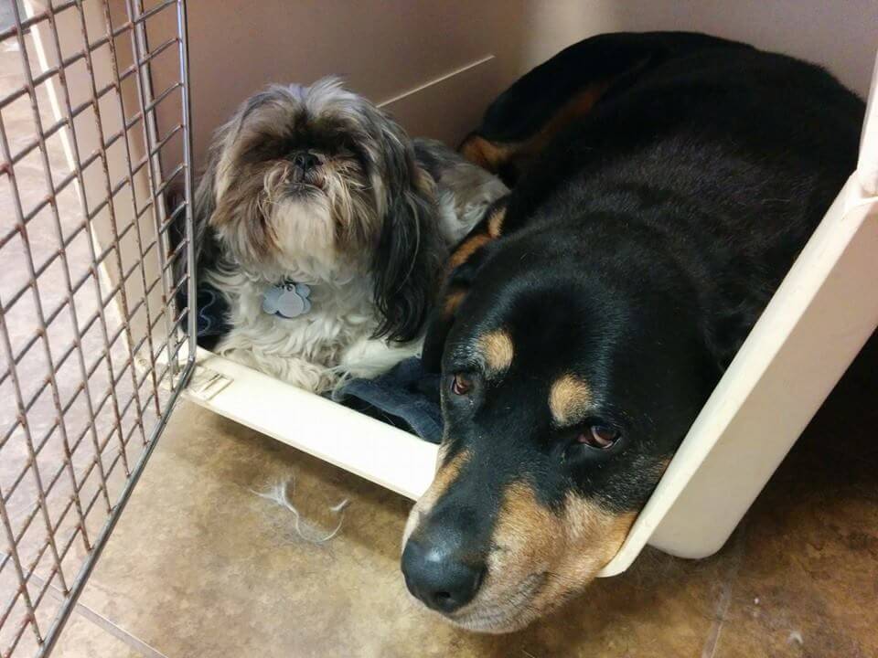 Animal House Pet Grooming