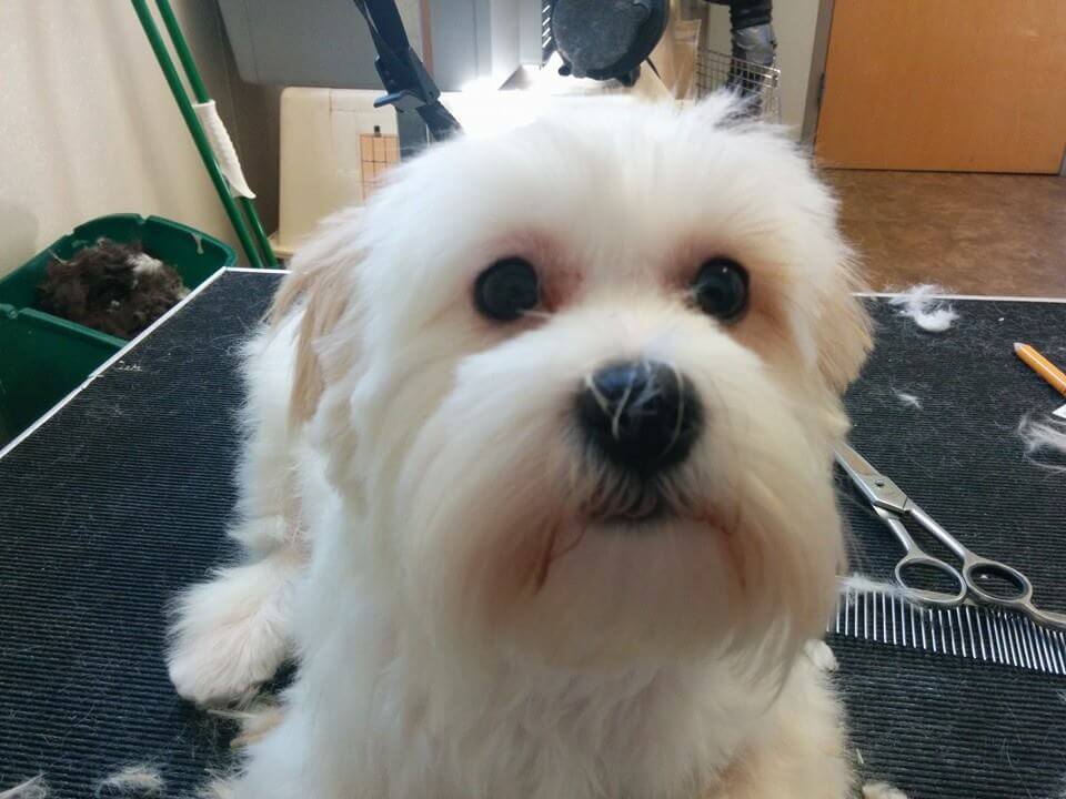 Animal House Pet Grooming