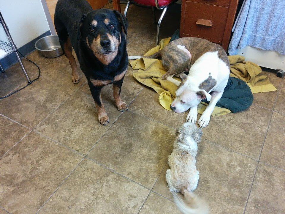 Animal House Pet Grooming