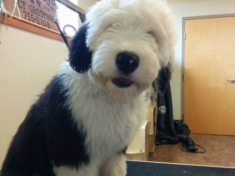 Animal House Pet Grooming